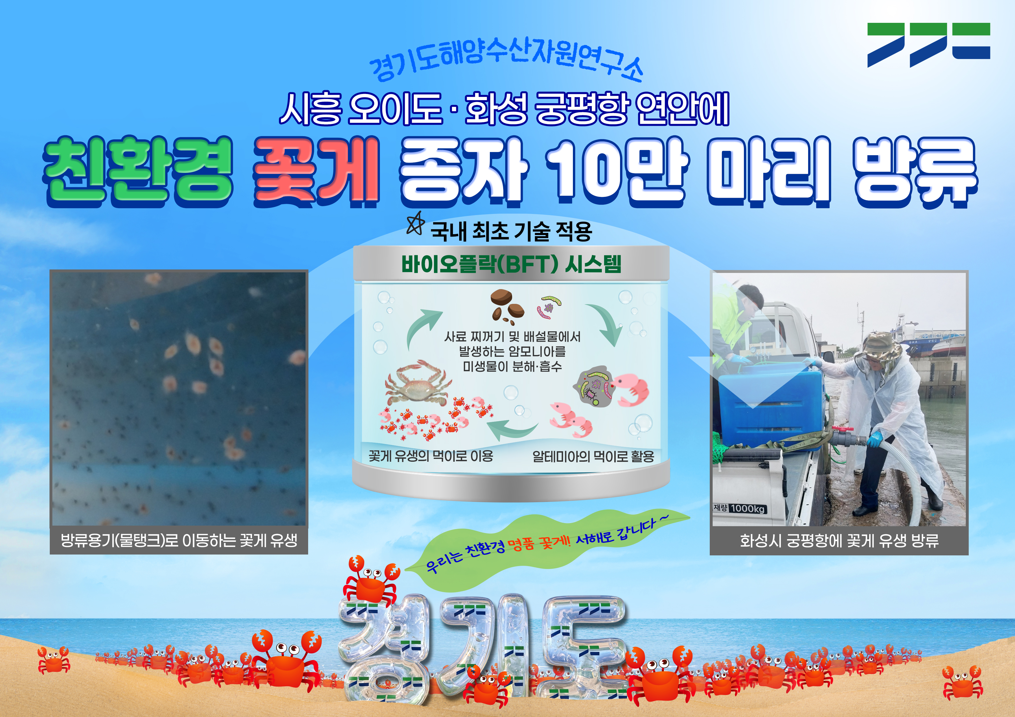 미생물이 키운 꽃게, 서해로 간다. 경기도, 친환경 꽃게 종자 10만 마리 방류